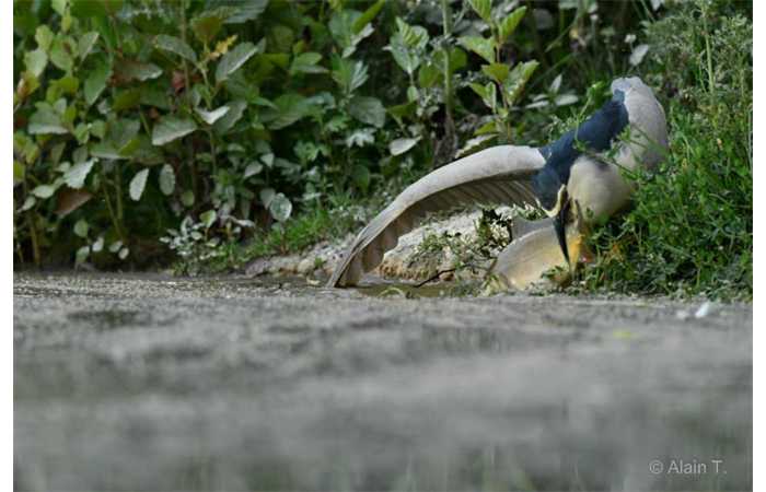 stage-photo-animaliere-affut-flottant-en-dombes-alain-5
