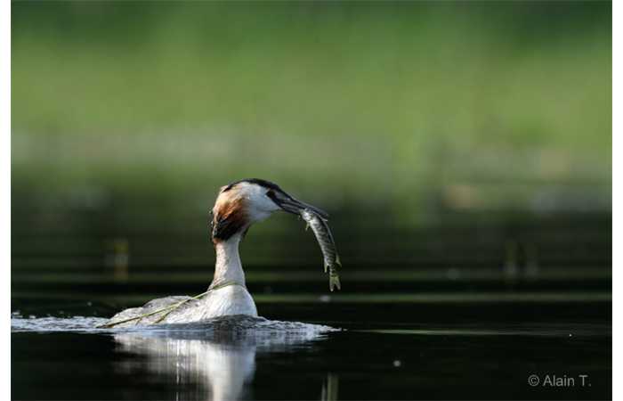 stage-photo-animaliere-affut-flottant-en-dombes-alain-6