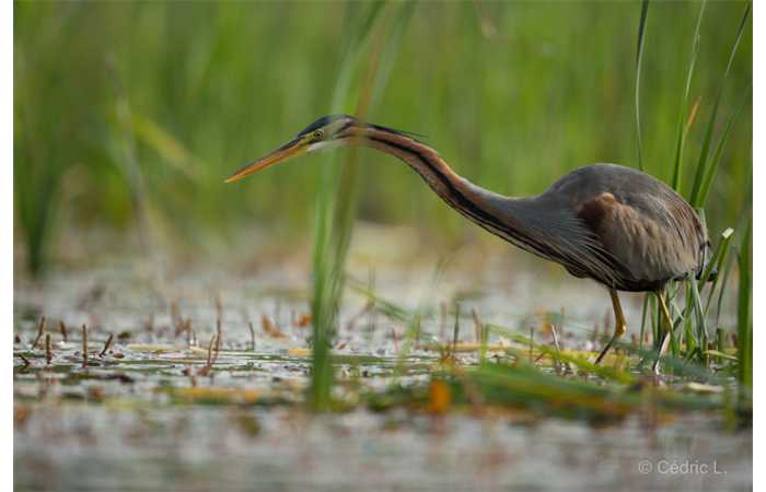 stage-photo-animaliere-affut-flottant-en-dombes-cedric