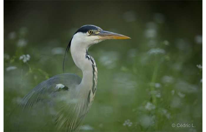 stage-photo-animaliere-affut-flottant-en-dombes-cedric-10