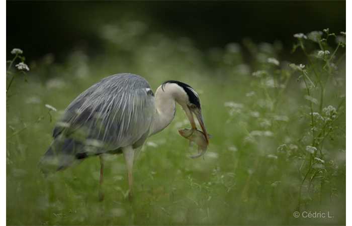 stage-photo-animaliere-affut-flottant-en-dombes-cedric-11
