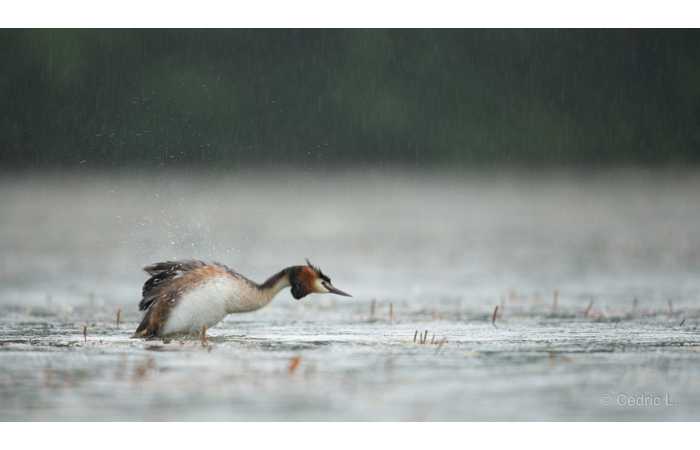 stage-photo-animaliere-affut-flottant-en-dombes-cedric-3