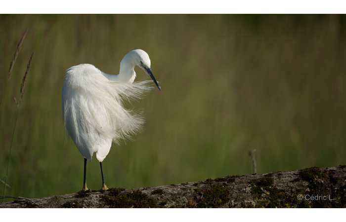 stage-photo-animaliere-affut-flottant-en-dombes-cedric-4