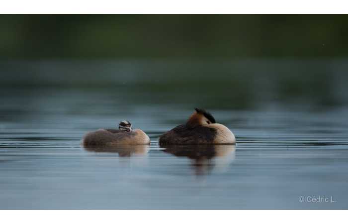 stage-photo-animaliere-affut-flottant-en-dombes-cedric-5