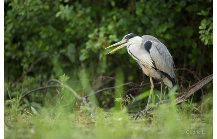 stage-photo-animaliere-affut-flottant-en-dombes-cedric-6