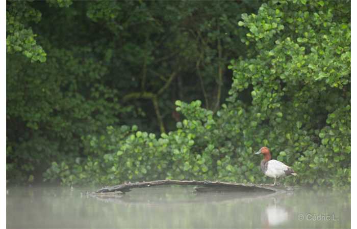 stage-photo-animaliere-affut-flottant-en-dombes-cedric-7