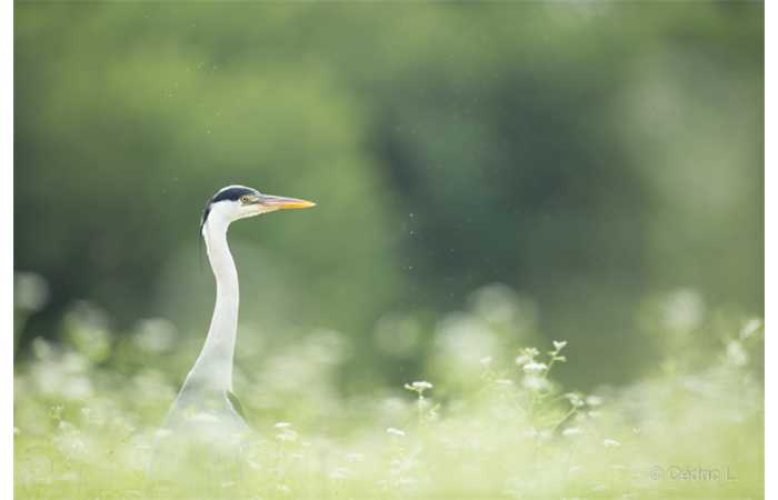 stage-photo-animaliere-affut-flottant-en-dombes-cedric-8