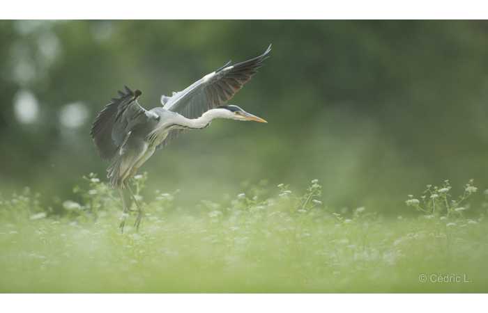 stage-photo-animaliere-affut-flottant-en-dombes-cedric-9