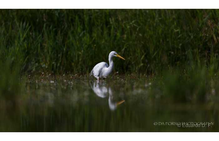 stage-photo-animaliere-affut-flottant-en-dombes-eduardo