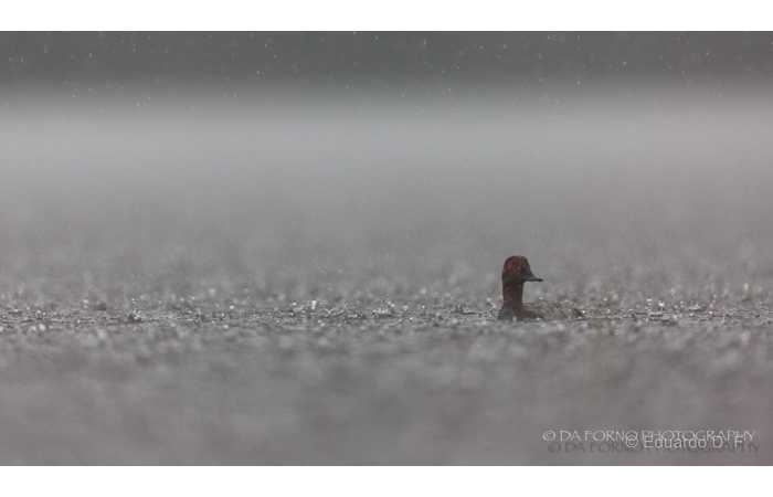 stage-photo-animaliere-affut-flottant-en-dombes-eduardo-2