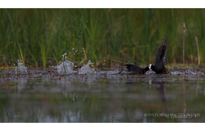 stage-photo-animaliere-affut-flottant-en-dombes-eduardo-3