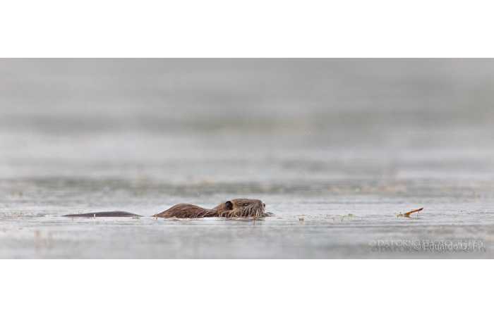 stage-photo-animaliere-affut-flottant-en-dombes-eduardo-4