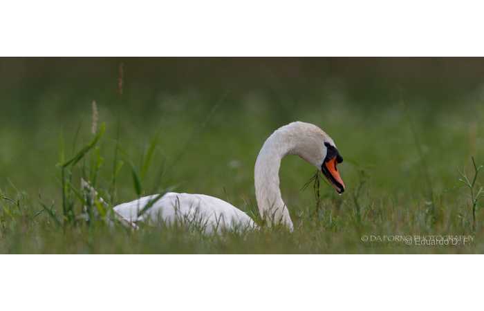 stage-photo-animaliere-affut-flottant-en-dombes-eduardo-5