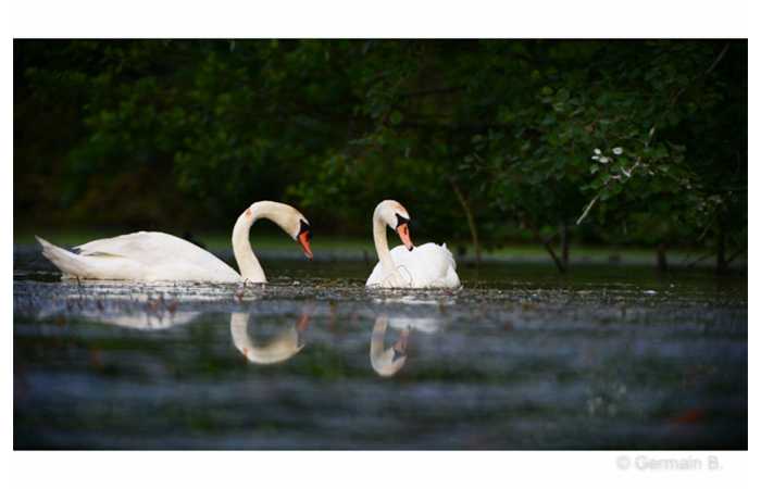 stage-photo-animaliere-affut-flottant-en-dombes-germain