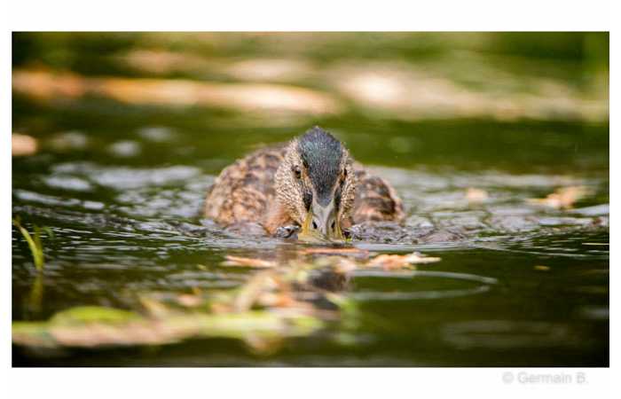 stage-photo-animaliere-affut-flottant-en-dombes-germain-2