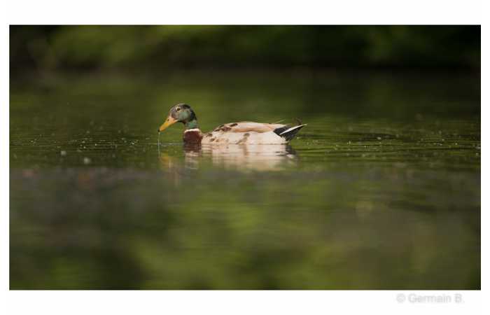 stage-photo-animaliere-affut-flottant-en-dombes-germain-3