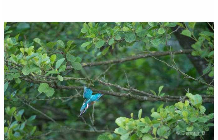 stage-photo-animaliere-affut-flottant-en-dombes-germain-4