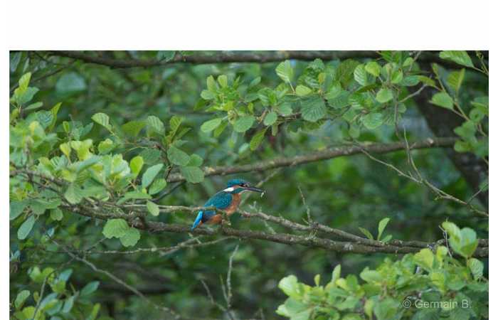stage-photo-animaliere-affut-flottant-en-dombes-germain-5