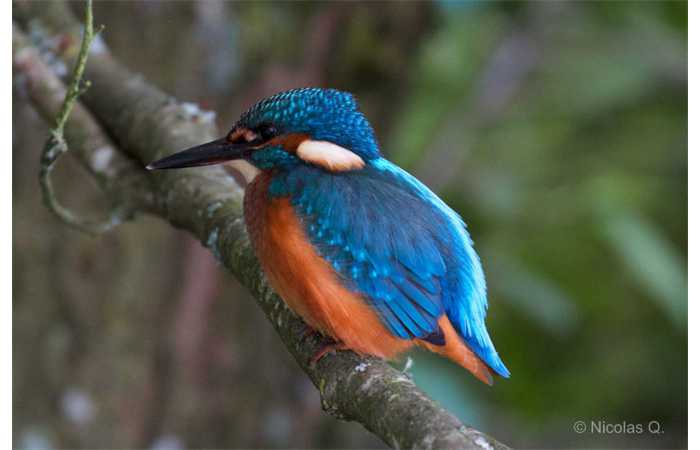 stage-photo-animaliere-affut-flottant-en-dombes-nicolas