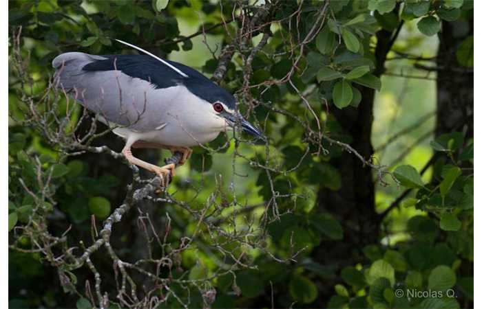 stage-photo-animaliere-affut-flottant-en-dombes-nicolas-2