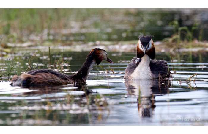 stage-photo-animaliere-affut-flottant-en-dombes-nicolas-3