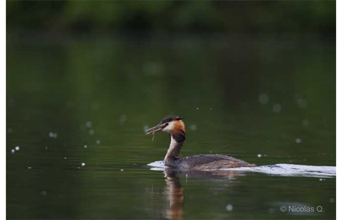 stage-photo-animaliere-affut-flottant-en-dombes-nicolas-4