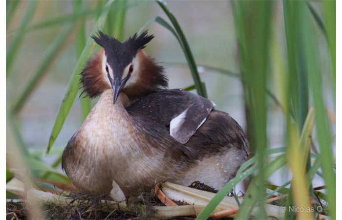 stage-photo-animaliere-affut-flottant-en-dombes-nicolas-5