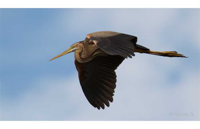 stage-photo-animaliere-affut-flottant-en-dombes-nicolas-6