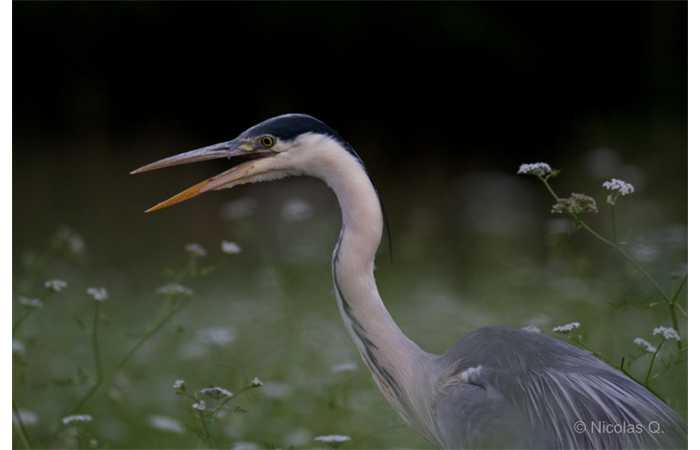stage-photo-animaliere-affut-flottant-en-dombes-nicolas-7