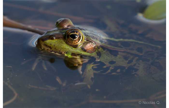 stage-photo-animaliere-affut-flottant-en-dombes-nicolas-8