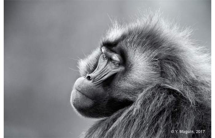 yannick-1