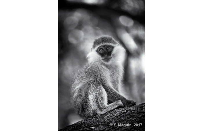 yannick-2