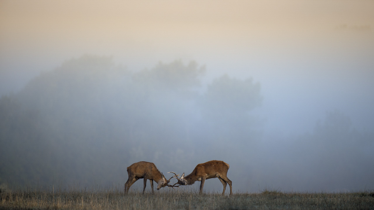 Combat de cerfs durant le brame en Charente-Maritime. Amar Guillen, photographe.