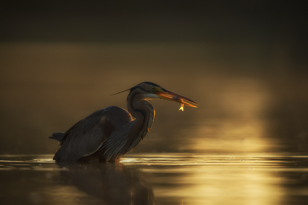 Héron pourpré pêchant une carpe dans un étang de la Dombes.