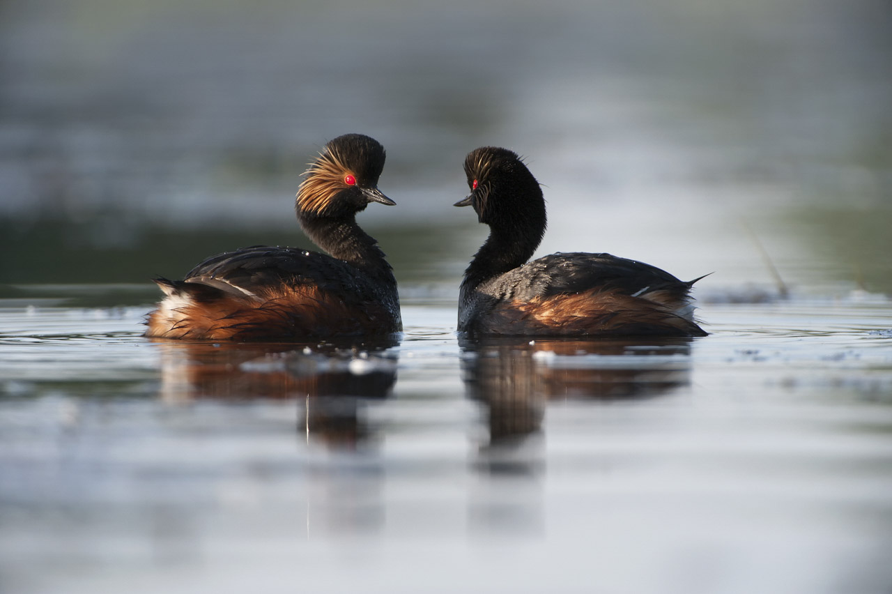2 grèbes à cou noir sur un étang de la Dombes.