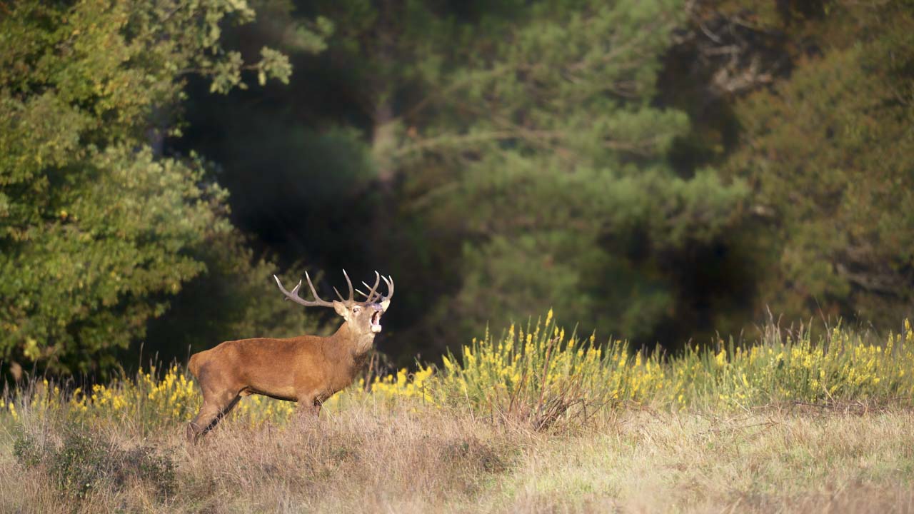 Cerf en train de bramer dans une prairie en Charente-Maritime.