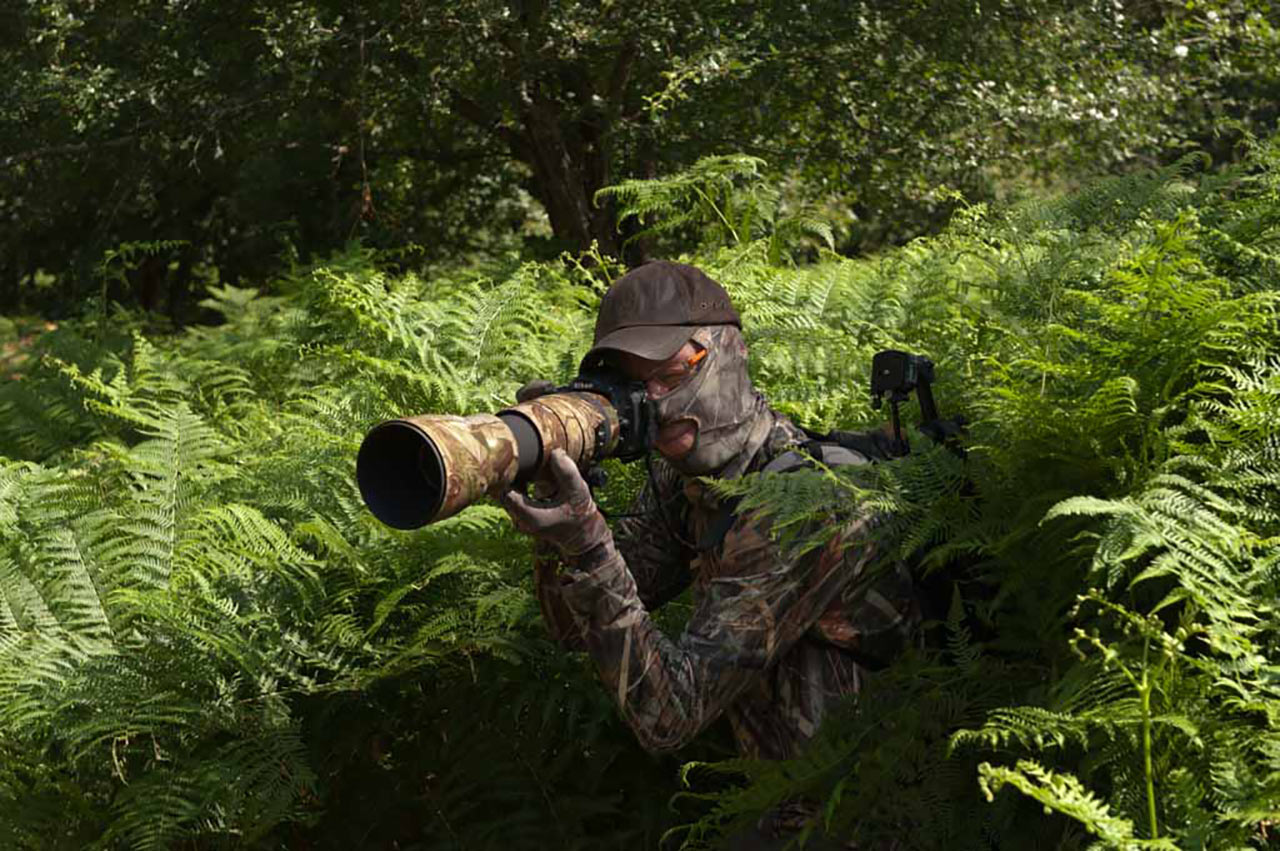 Un photographe à l'affût dans des fougères pendant l'un de nos stages consacré au brame du cerf.