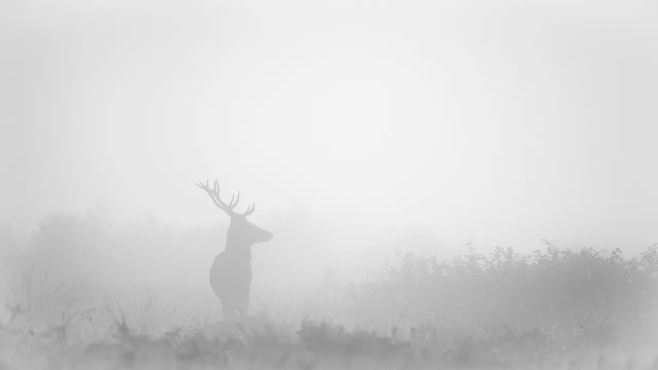 Cerf dans la brume pendant le brame du cerf en Charente-Maritime