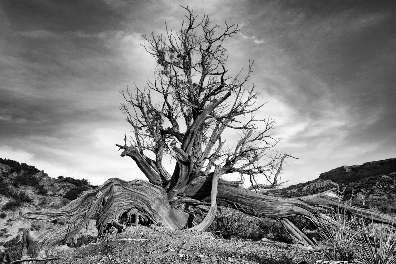 Dead tree in the canyon of Palo Duro in Texas