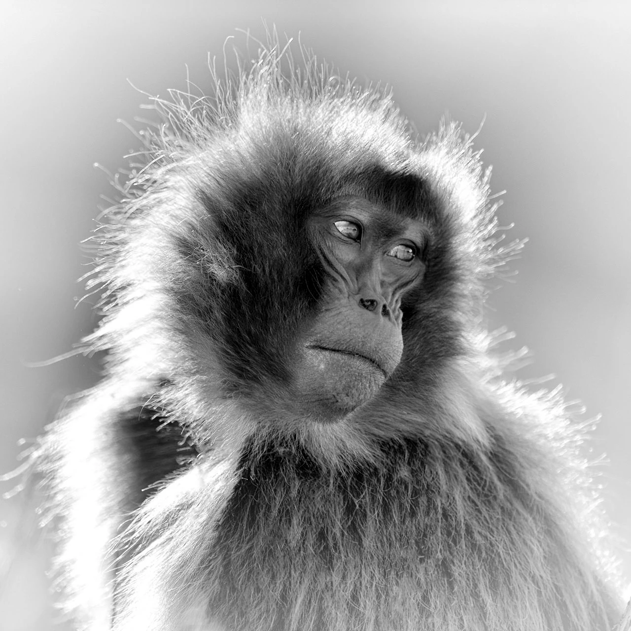 Femelle gelada dans les monts Simiens en Ethiopie.