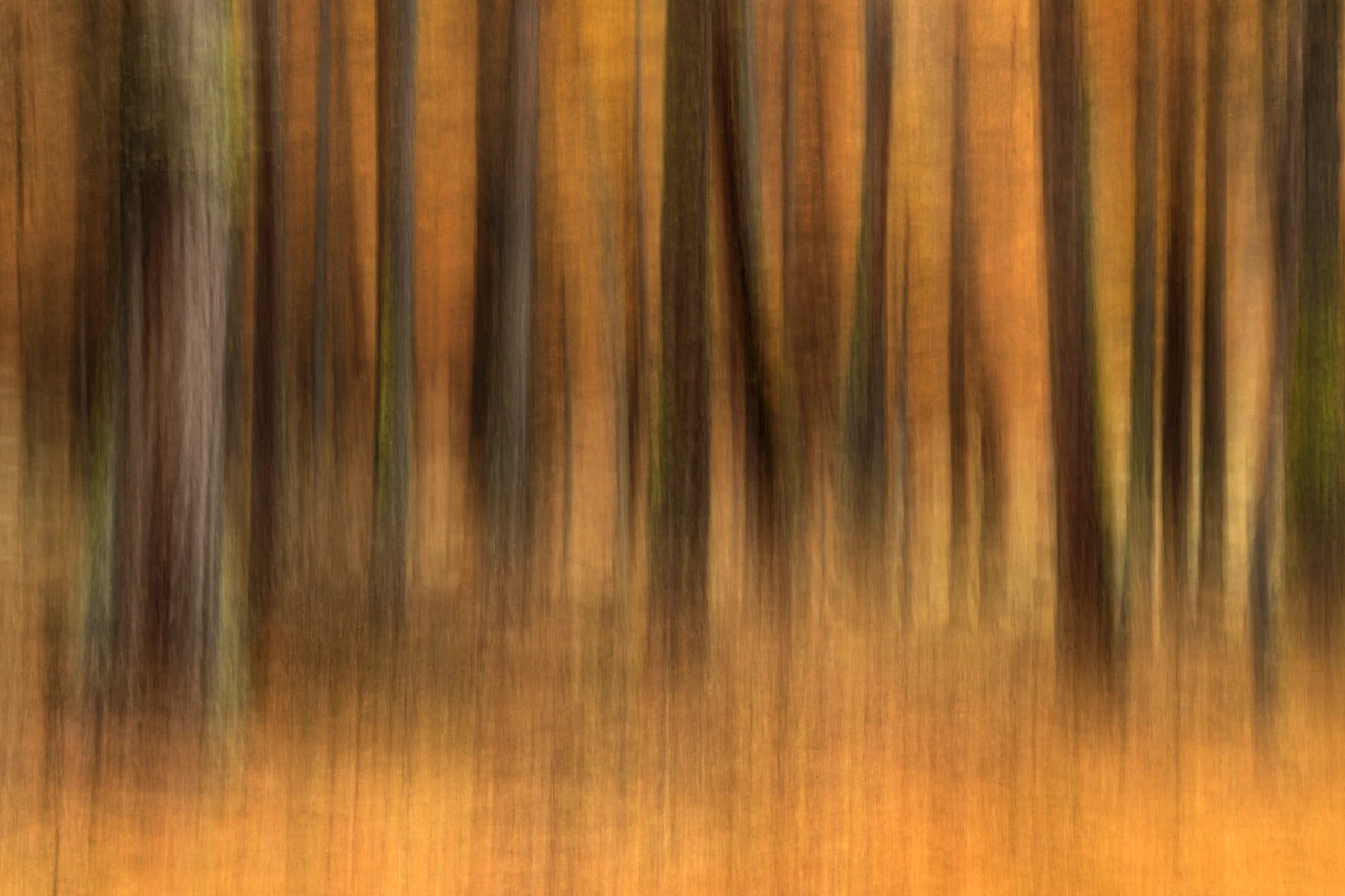 Larch trees in the valley of la Claree photographed blurry in ICM