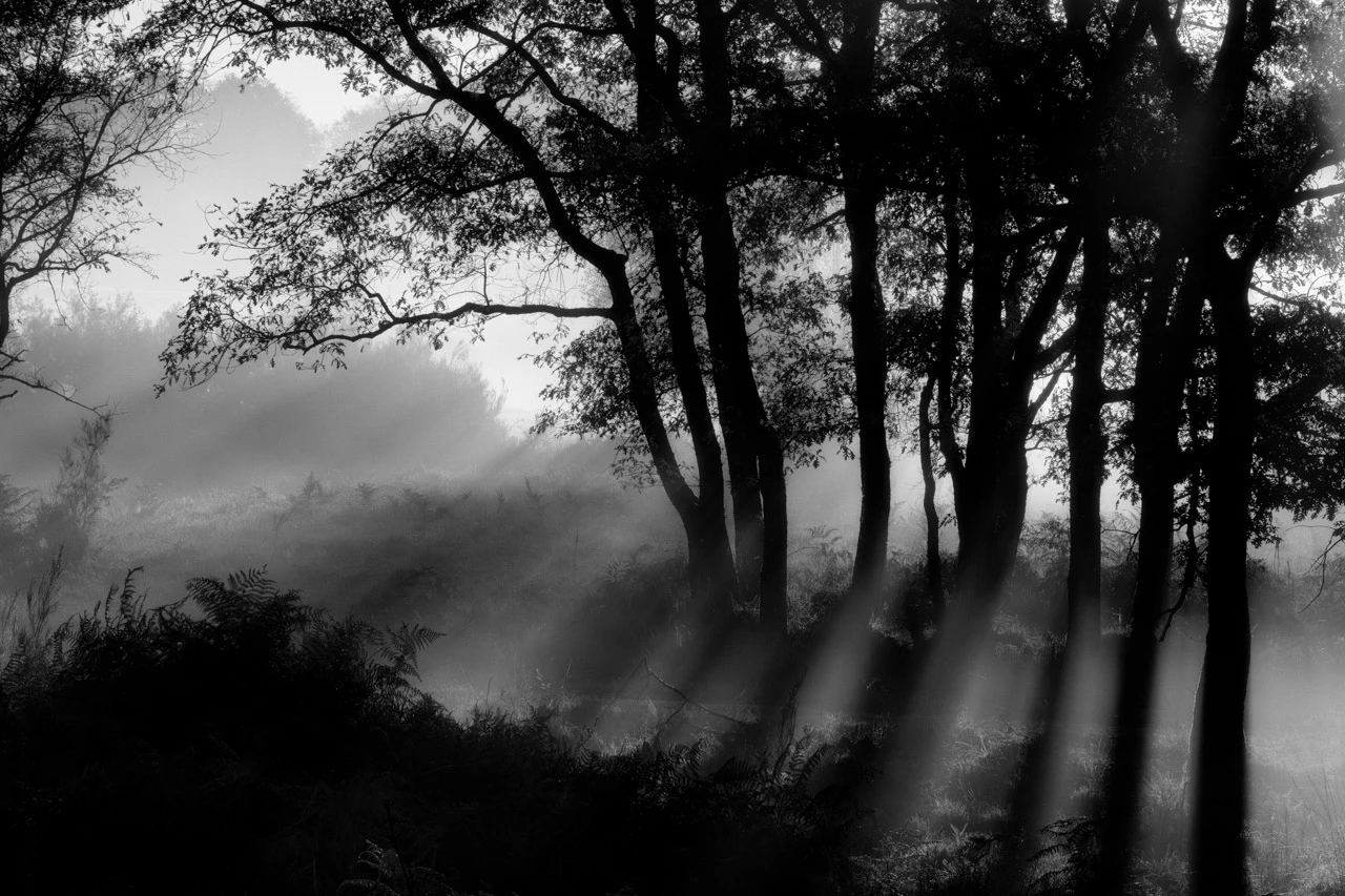 Rays of lights in a wood in Charente-Maritime in France