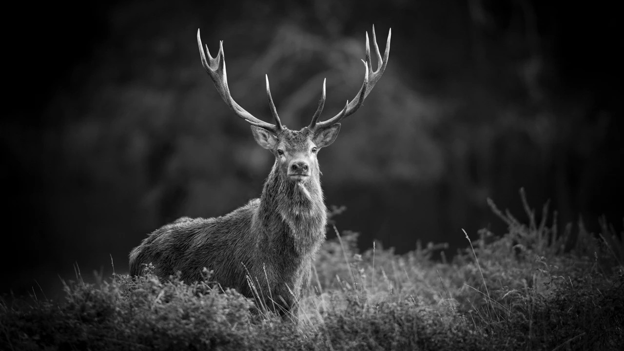 Red deer stage during the rut of the deer evoking the pride emotion.