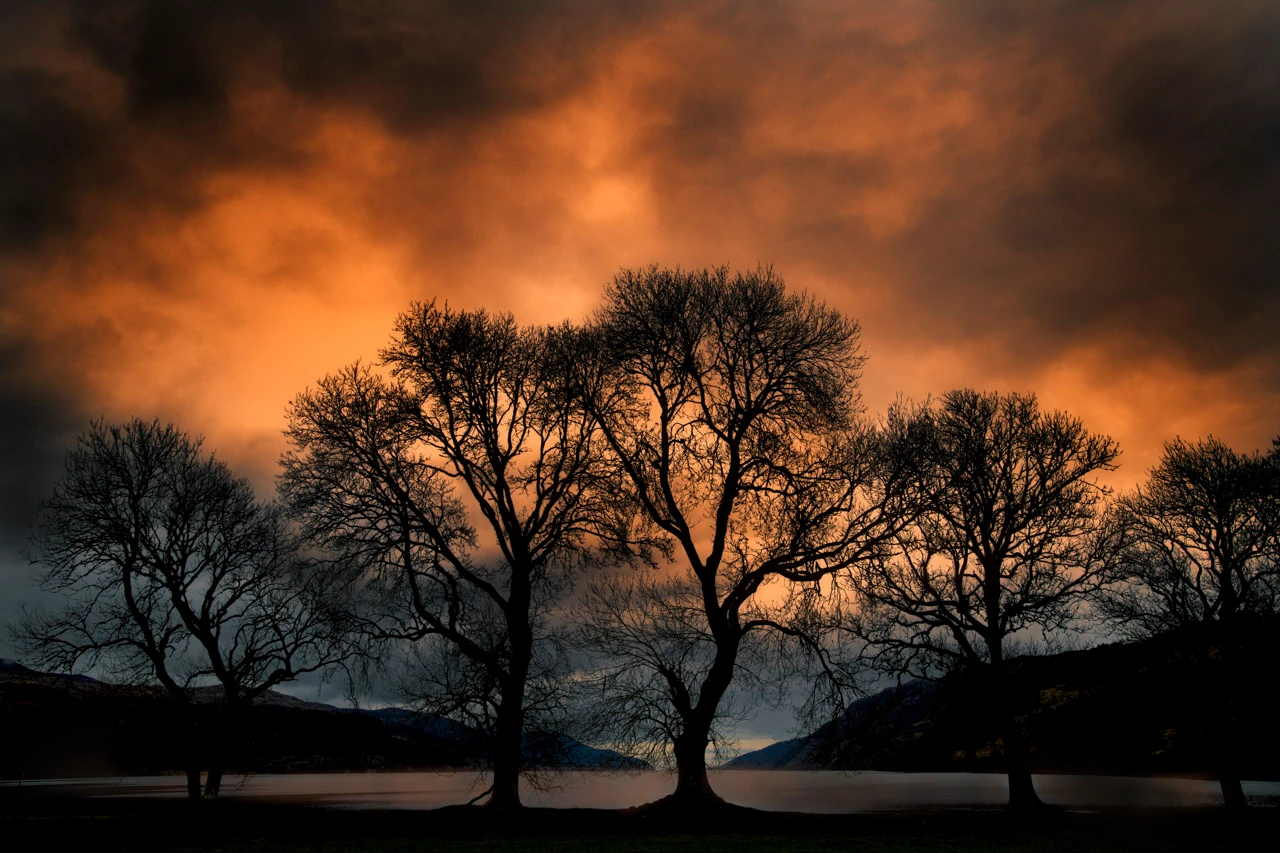 Trees on the shore of Loch Ness in Scotland