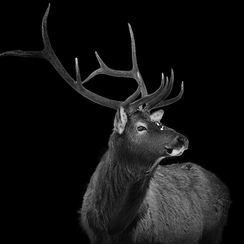 Elk in Yellowstone