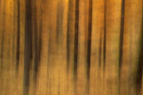 Mélézes dans la vallée de la Clarée dans les Hautes Alpes dans le style ICM (Impression)
