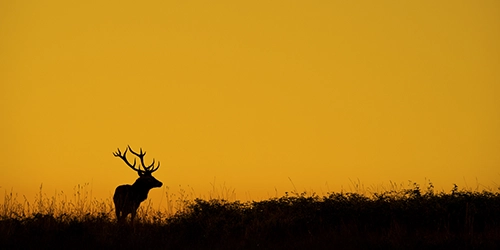 Silhouette of a red deer stag at sunset in France.