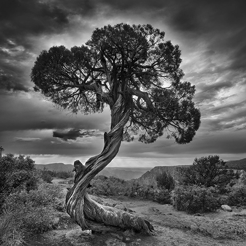 Junniper tree on the top of Black Canyon of the Gunnison in Colorado.