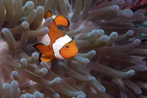 Clown fish in anemonia in Papua.