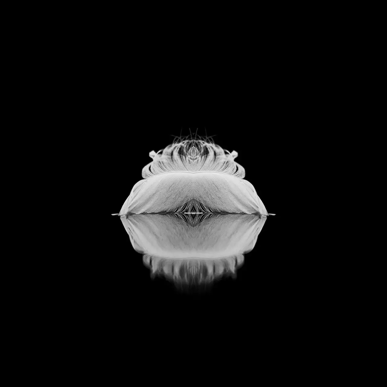 Feather floating on a pond in la Dombes in France.